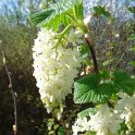 Ribes sanguineum 'Album'